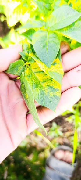 اعراض في البطاطس عندي اي الحل بعد اذن حضرتكم